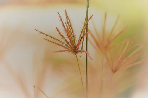 grass wild plant