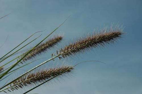 grass ear grasses