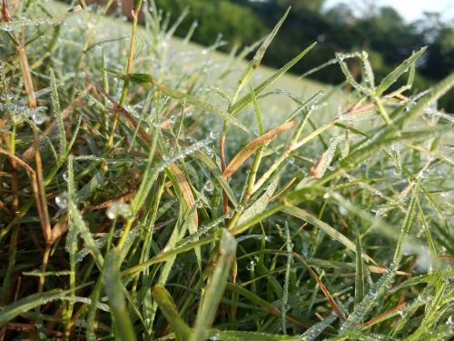 grass dewdrops nature