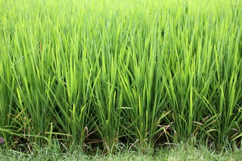 grass rice rice cultivation