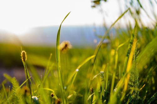 grass sunny nature