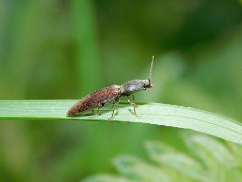 grass nature bug
