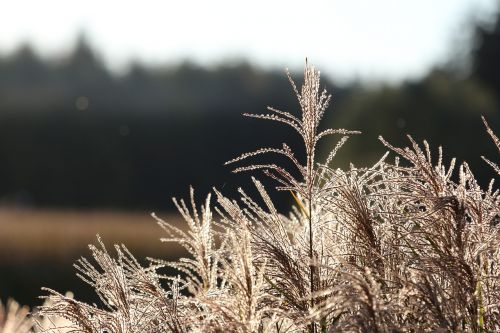 grass beautiful nature