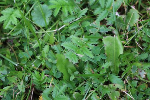 grass green summer