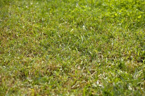 grass texture rural