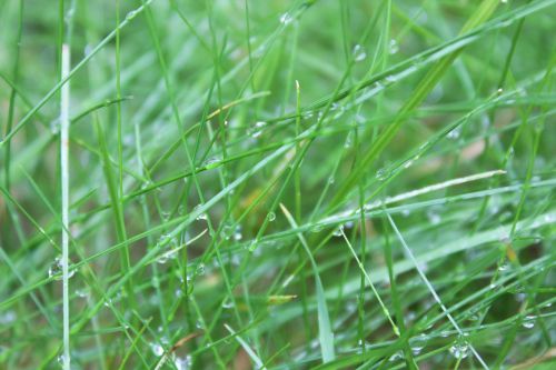 grass wet drip