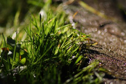 grass stone nature