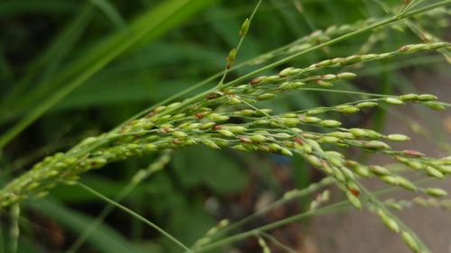 grass seeds meadow