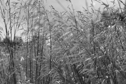 grass landscape meadow