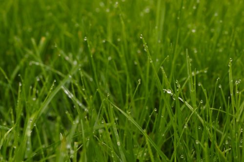 grass drop nature