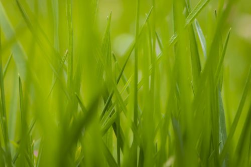 grass green grass close-up