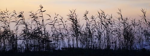 grass reed dusk