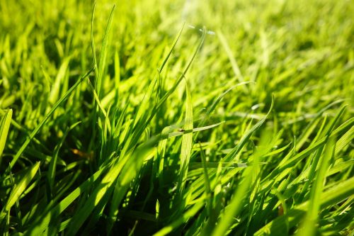 grass grass blades lawn