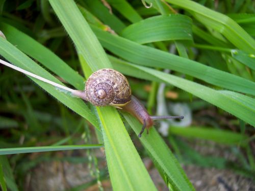 grass snail close-up