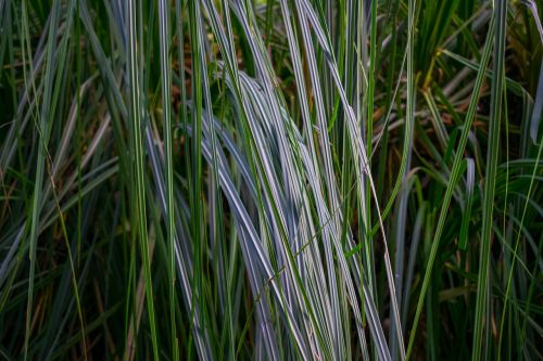 grass thatched weeds