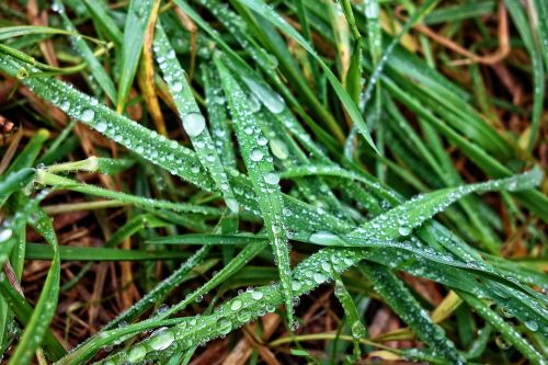 grass grass blades rain drops