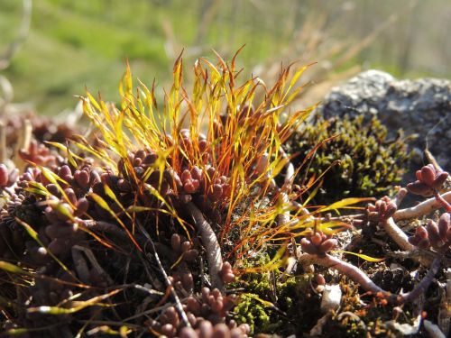 grass plant nature