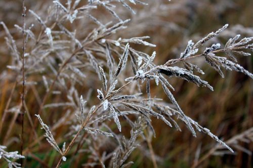 grass frost nature