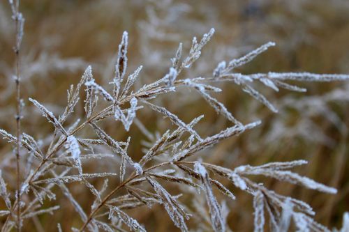 grass dry frost