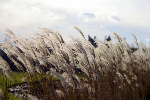 grass decorative hairy