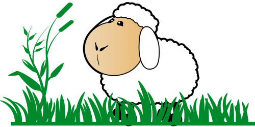 grass sheep stand