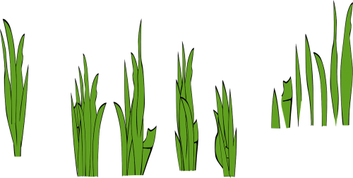 grass rice field rice paddy