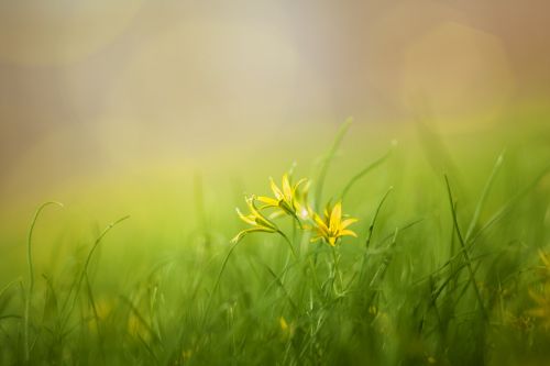 grass field nature