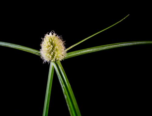 grass weed blossom
