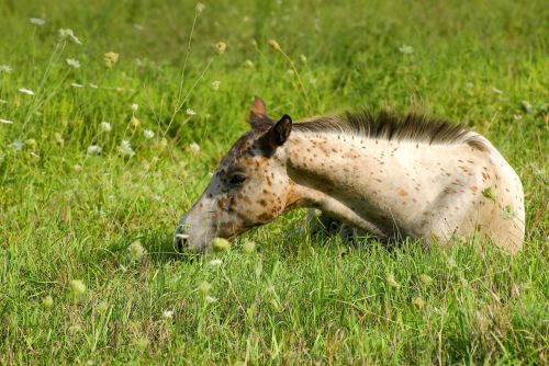 grass animal mammal