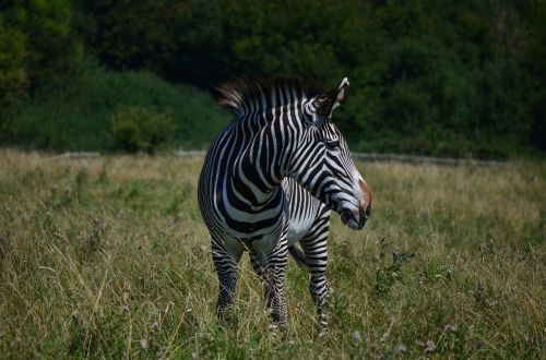 grass nature mammal