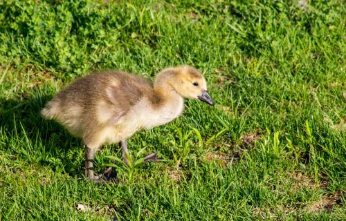 grass nature animal