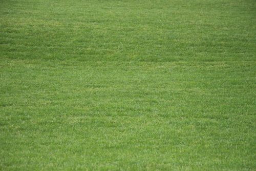 grass meadow summer