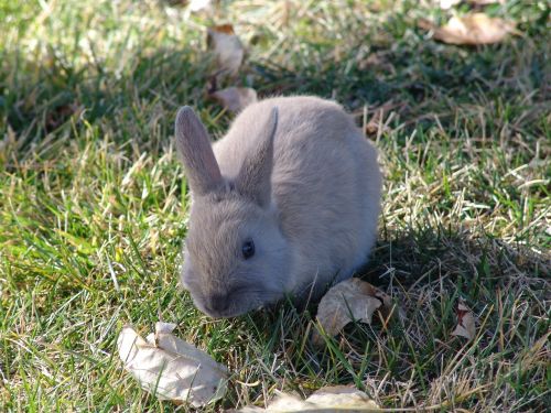 grass animal nature