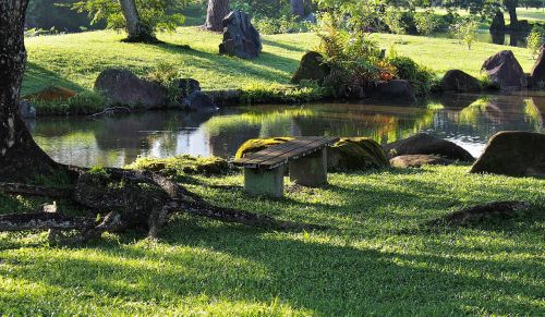 grass nature summer