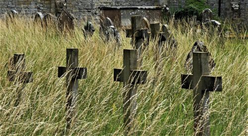 grass nature outdoors