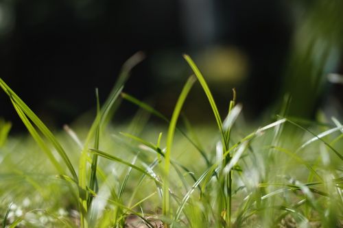 grass flora growth