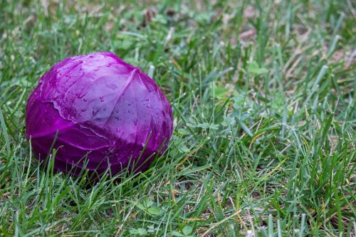 grass nature flora