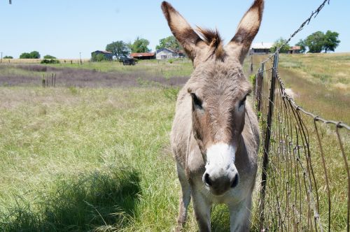 grass field animal