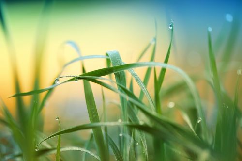 grass plant meadow