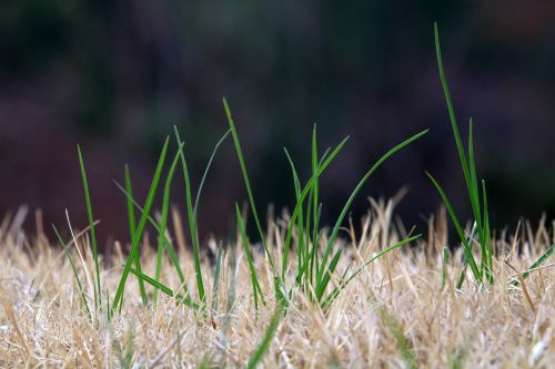 grass nature plants