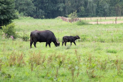 grass nature animal