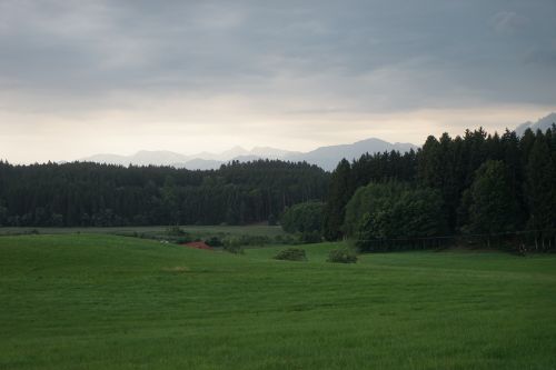 grass tree landscape