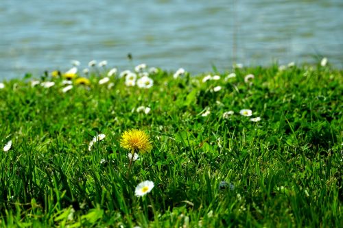 grass nature meadow