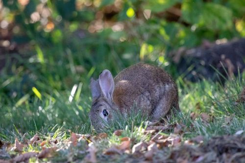 grass nature rabbit