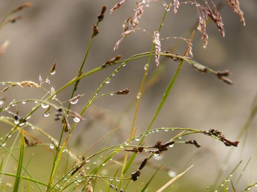 grass plant dew