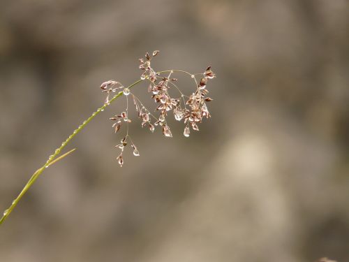 grass plant dew