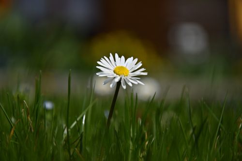 grass nature meadow