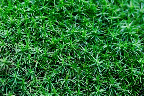 grass  leaf  growth
