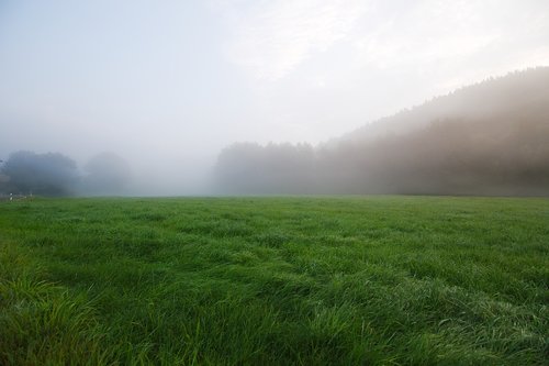 grass  field  landscape