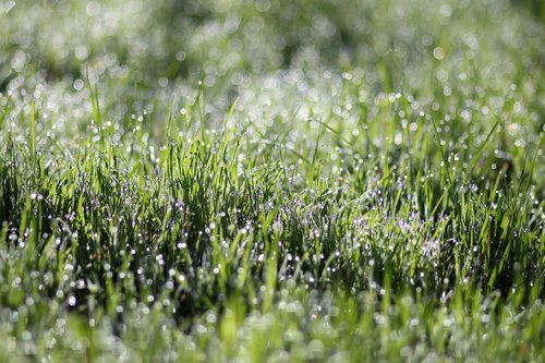 grass  dew  morning